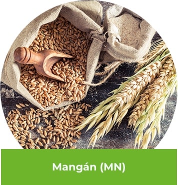 Mangán